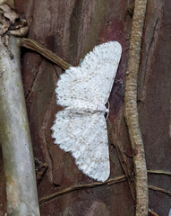 Catoria sublavaria