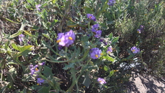 Solanum paposanum
