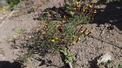 Tagetes multiflora