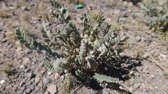 Astragalus arequipensis