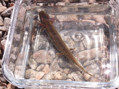 Necturus maculosus