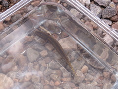 Necturus maculosus
