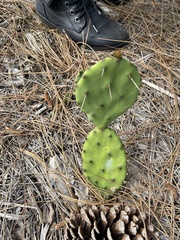 Opuntia austrina