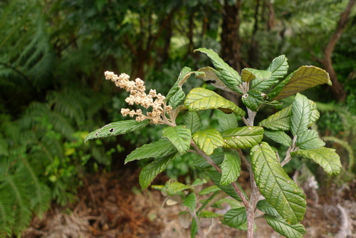 Tainui (Pomaderris apetala) · iNaturalist NZ