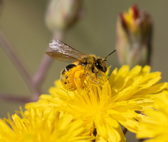 Lasioglossum titusi