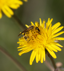 Lasioglossum titusi