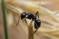 Camponotus mina