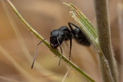 Camponotus mina