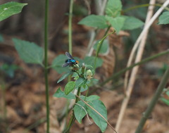 Silbomyia cyanea
