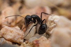 Camponotus mina