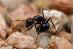 Camponotus mina