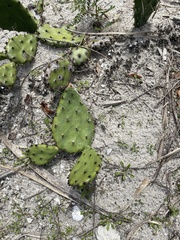Opuntia austrina