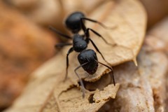 Camponotus mina