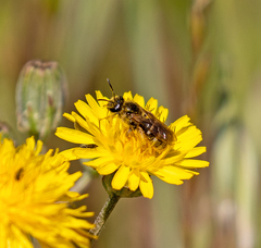 Lasioglossum titusi