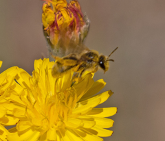 Lasioglossum titusi