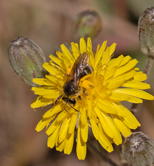 Lasioglossum titusi