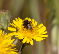 Lasioglossum titusi