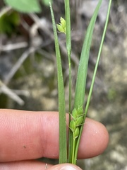 Carex thornei
