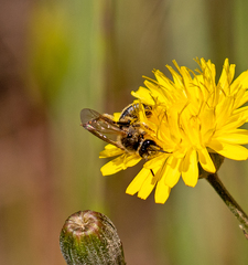 Lasioglossum titusi