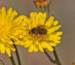 Lasioglossum titusi