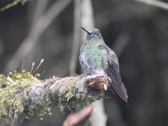 Haplophaedia aureliae