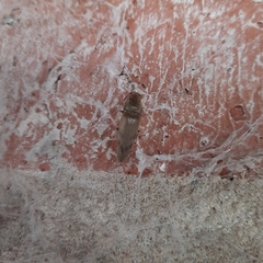 Conoderus leucophaeatus