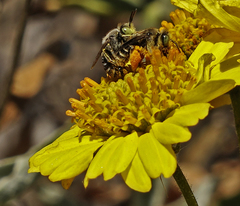 Calliopsima