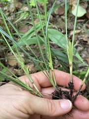 Carex superata