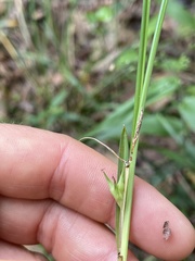 Carex superata