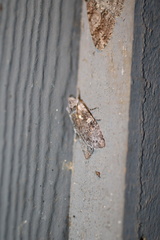 Lithophane pertorrida