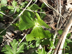 Trillium flexipes