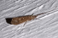 Glyphopsyche irrorata