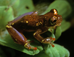 Dendropsophus sarayacuensis