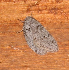 Semioscopis inornata