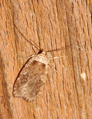 Agonopterix argillacea