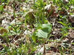 Trillium flexipes