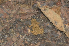 Ingerophrynus parvus