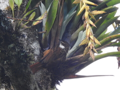 Pseudocolaptes boissonneautii