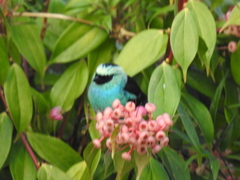 Tangara labradorides
