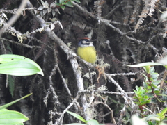 Poecilotriccus ruficeps