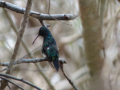 Chlorostilbon gibsoni