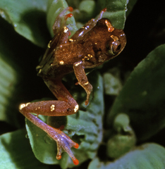 Dendropsophus sarayacuensis