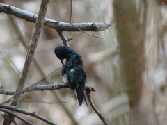 Chlorostilbon gibsoni