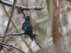 Chlorostilbon gibsoni