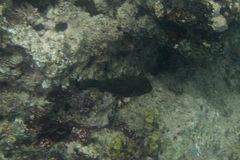 Canthigaster amboinensis