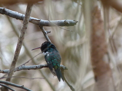 Chlorostilbon gibsoni