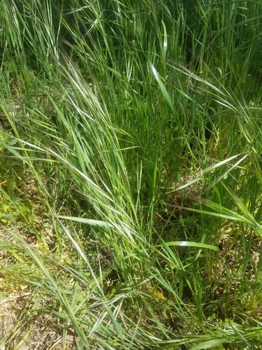 iNaturalist observation photo of bromes