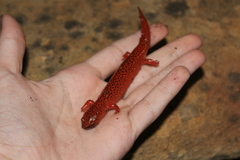 Pseudotriton ruber schencki