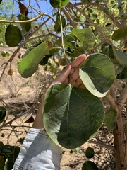 Magnoliopsida