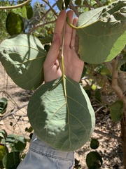 Magnoliopsida